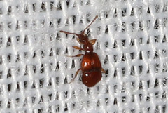 Pselaphinae