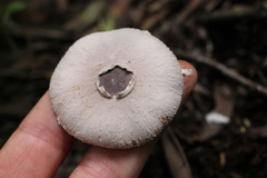 Hymenagaricus