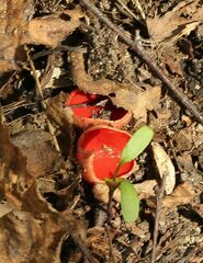 Sarcoscypha austriaca