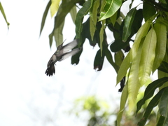 Heliomaster longirostris