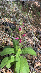 Salvia spathacea