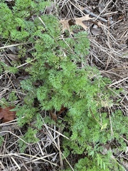 Scandix pecten-veneris