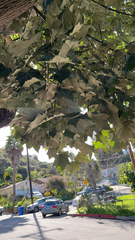 Aleurites moluccanus