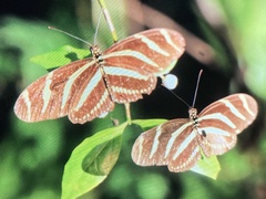Heliconius charithonia