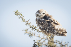 Athene cunicularia