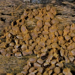 Perichaena corticalis