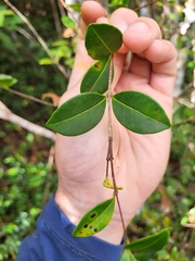 Myrcia citrifolia