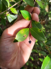 Myrcia citrifolia