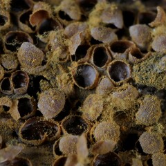 Perichaena corticalis