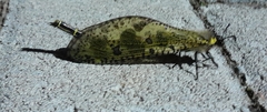 Palparini