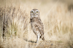 Athene cunicularia