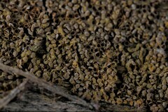 Perichaena corticalis