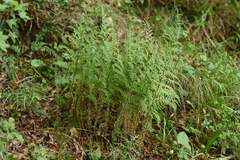 Dryopteris pallida