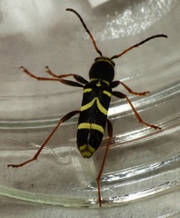 Clytus arietis