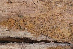 Perichaena corticalis