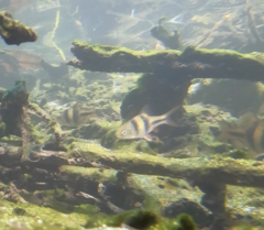 Striuntius lateristriga