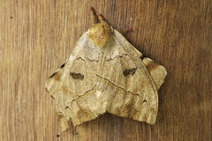 Automerella flexuosa