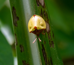 Paraselenis dichroa