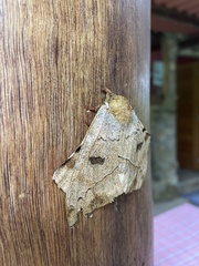 Automerella flexuosa