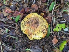Cortinarius bergeronii