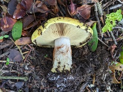 Cortinarius bergeronii