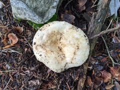 Lactarius intermedius