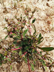 Aizoon paniculatum
