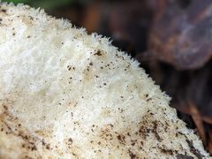Lactarius intermedius