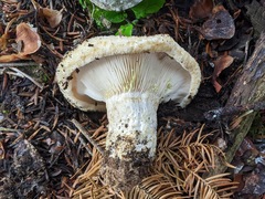 Lactarius intermedius