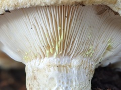 Lactarius intermedius