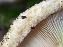 Lactarius intermedius
