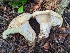 Lactarius intermedius