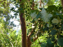 Luma apiculata
