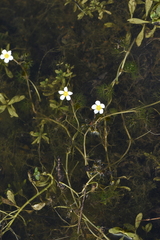 Batrachium