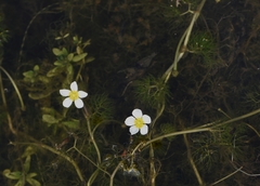 Batrachium
