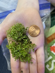 Callitriche terrestris