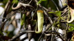 Nepenthes mirabilis
