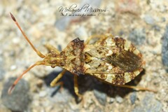 Centrocoris variegatus