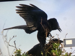 Corvus leucognaphalus
