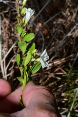 Jacquemontia curtissii