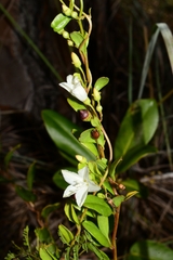 Jacquemontia curtissii