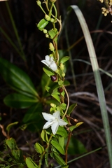 Jacquemontia curtissii