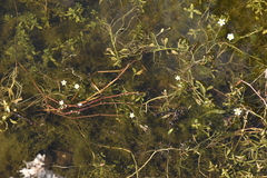 Batrachium