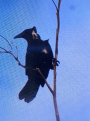 Corvus leucognaphalus