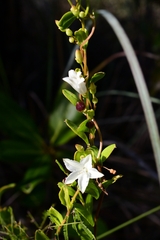 Jacquemontia curtissii