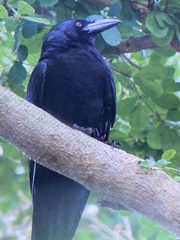 Corvus leucognaphalus