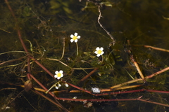 Batrachium