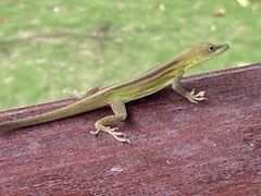 Anolis callainus