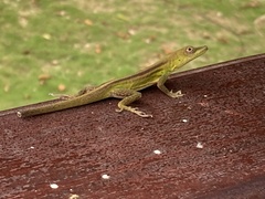 Anolis callainus