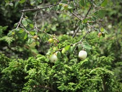Symphoricarpos microphyllus